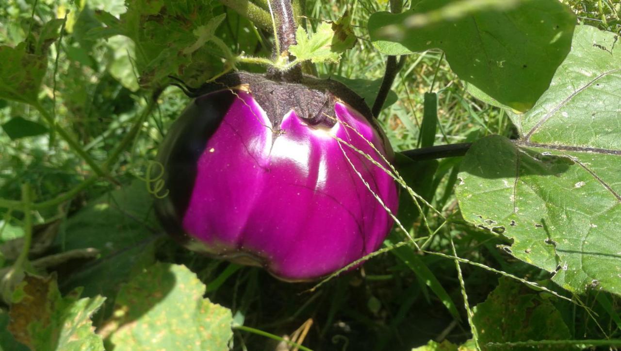 Az.Agricola Agriturismo La Locanda Di Lann Lejlighed Fucecchio Eksteriør billede