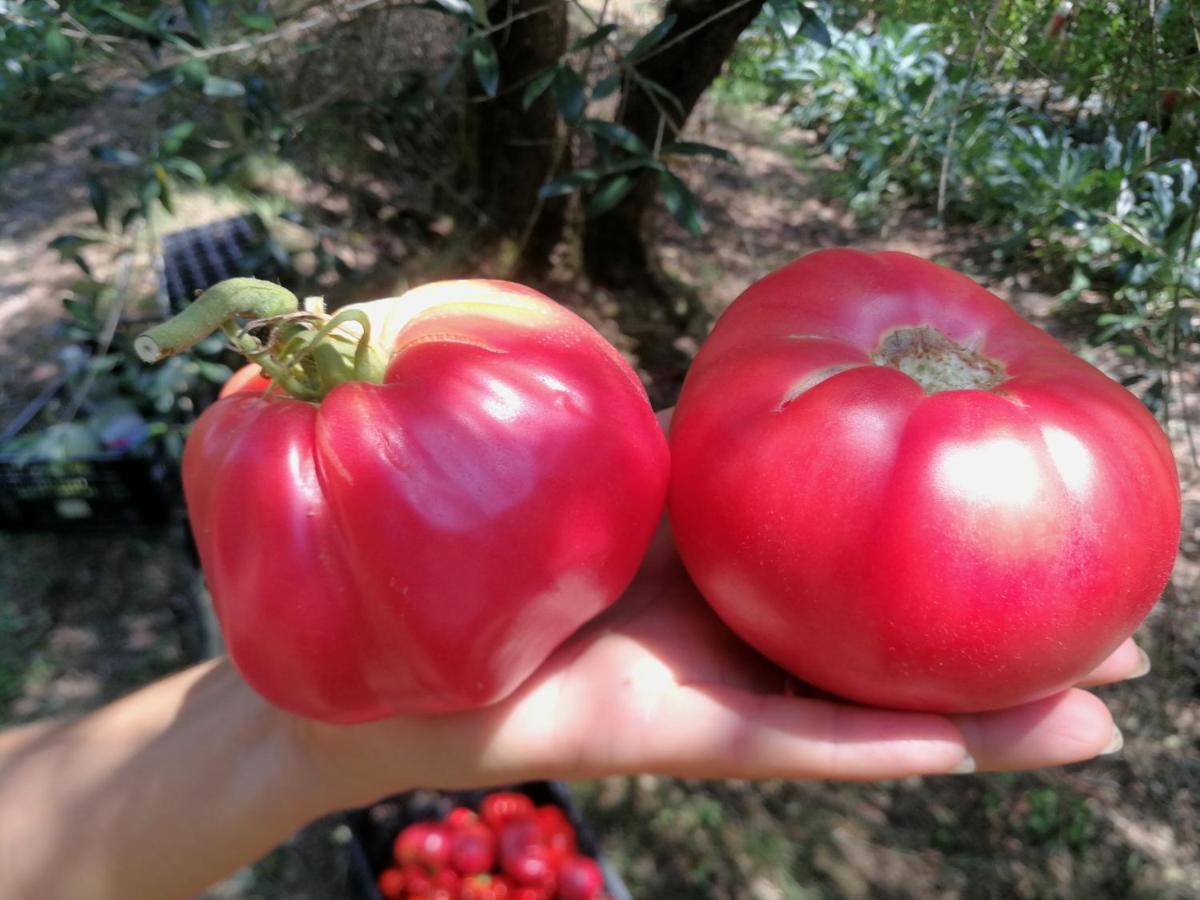 Az.Agricola Agriturismo La Locanda Di Lann Lejlighed Fucecchio Eksteriør billede