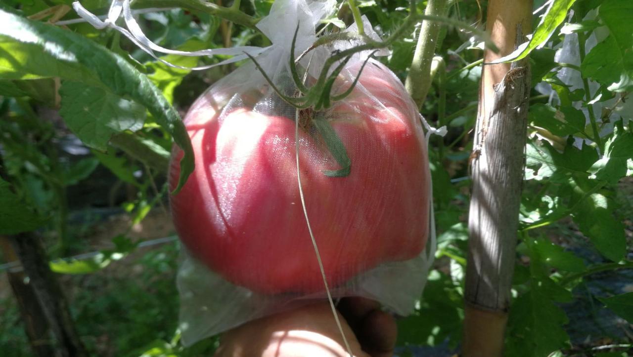 Az.Agricola Agriturismo La Locanda Di Lann Lejlighed Fucecchio Eksteriør billede