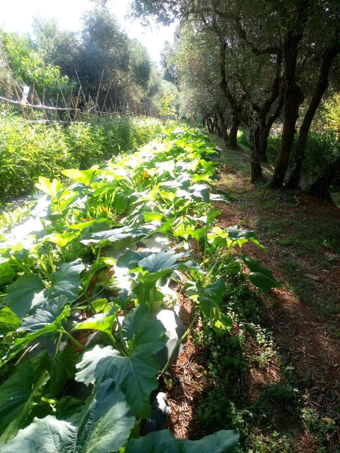 Az.Agricola Agriturismo La Locanda Di Lann Lejlighed Fucecchio Eksteriør billede