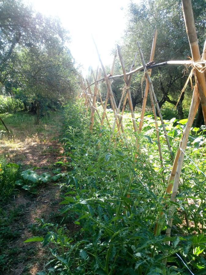 Az.Agricola Agriturismo La Locanda Di Lann Lejlighed Fucecchio Eksteriør billede