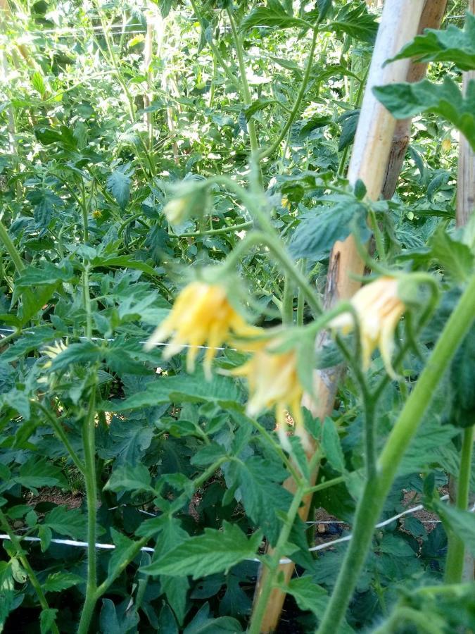 Az.Agricola Agriturismo La Locanda Di Lann Lejlighed Fucecchio Eksteriør billede