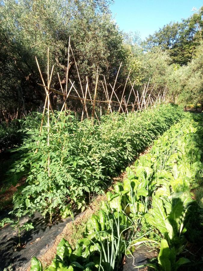 Az.Agricola Agriturismo La Locanda Di Lann Lejlighed Fucecchio Eksteriør billede