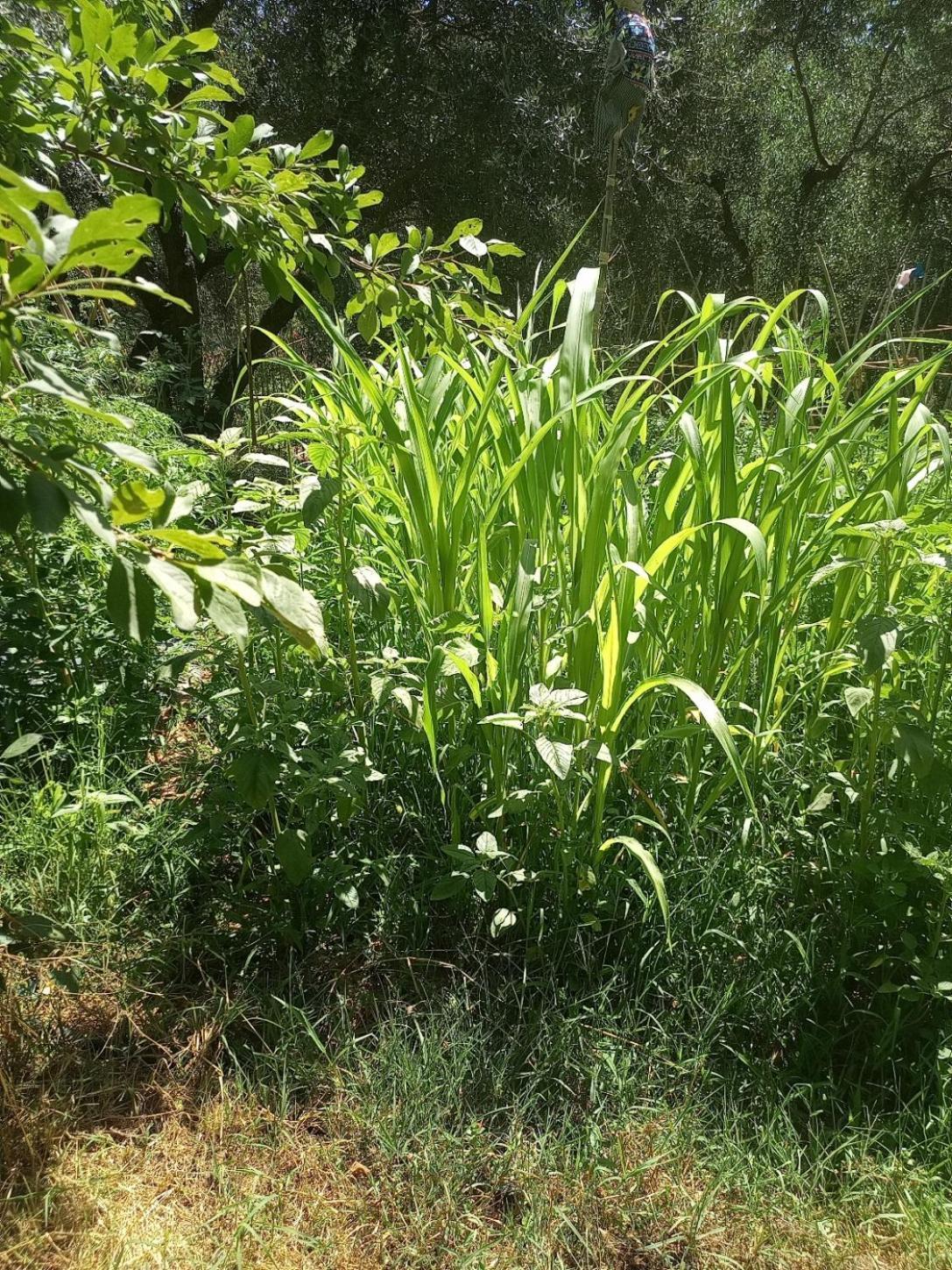 Az.Agricola Agriturismo La Locanda Di Lann Lejlighed Fucecchio Eksteriør billede