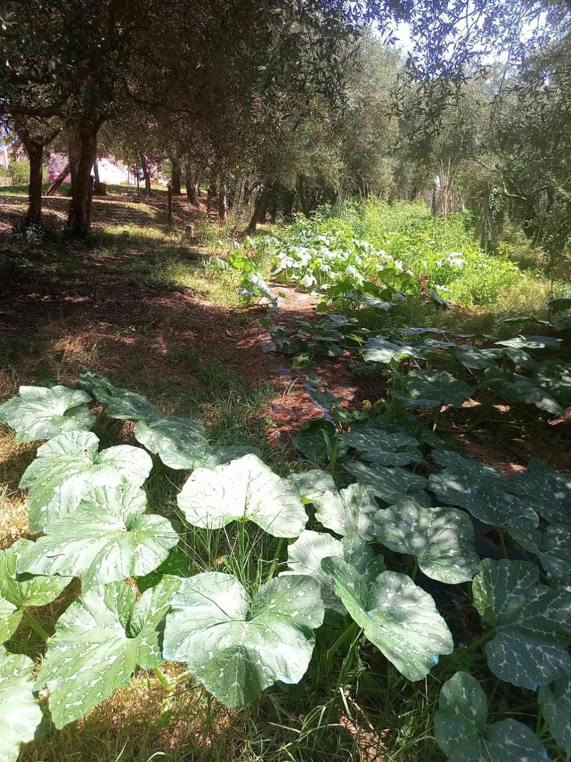 Az.Agricola Agriturismo La Locanda Di Lann Lejlighed Fucecchio Eksteriør billede