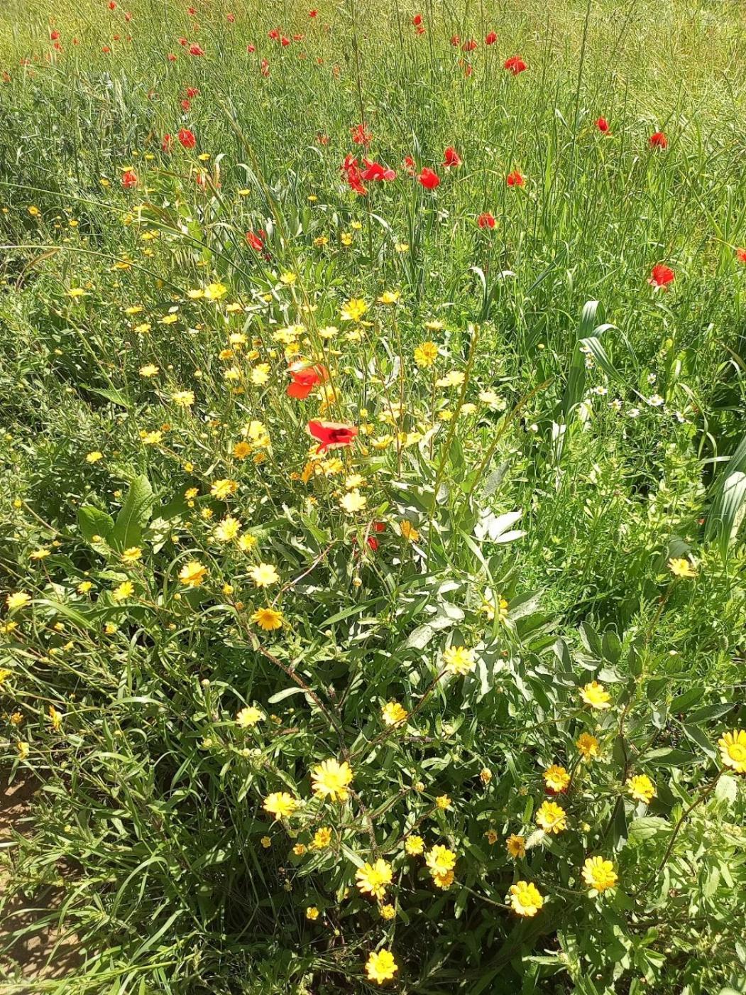 Az.Agricola Agriturismo La Locanda Di Lann Lejlighed Fucecchio Eksteriør billede