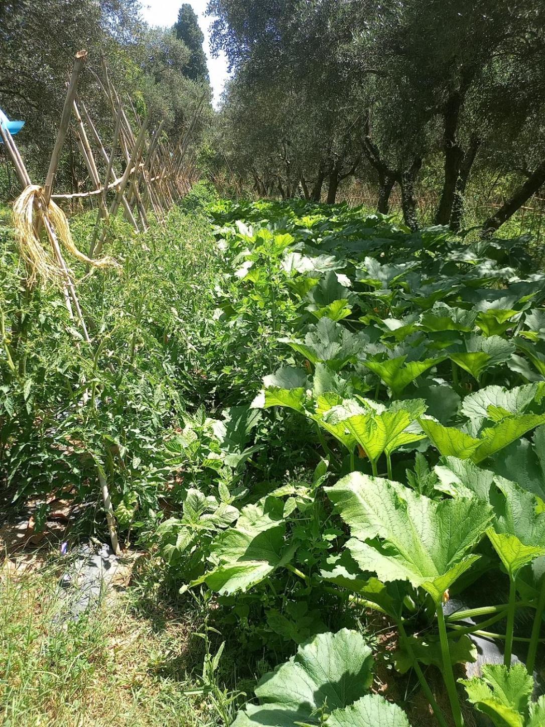 Az.Agricola Agriturismo La Locanda Di Lann Lejlighed Fucecchio Eksteriør billede