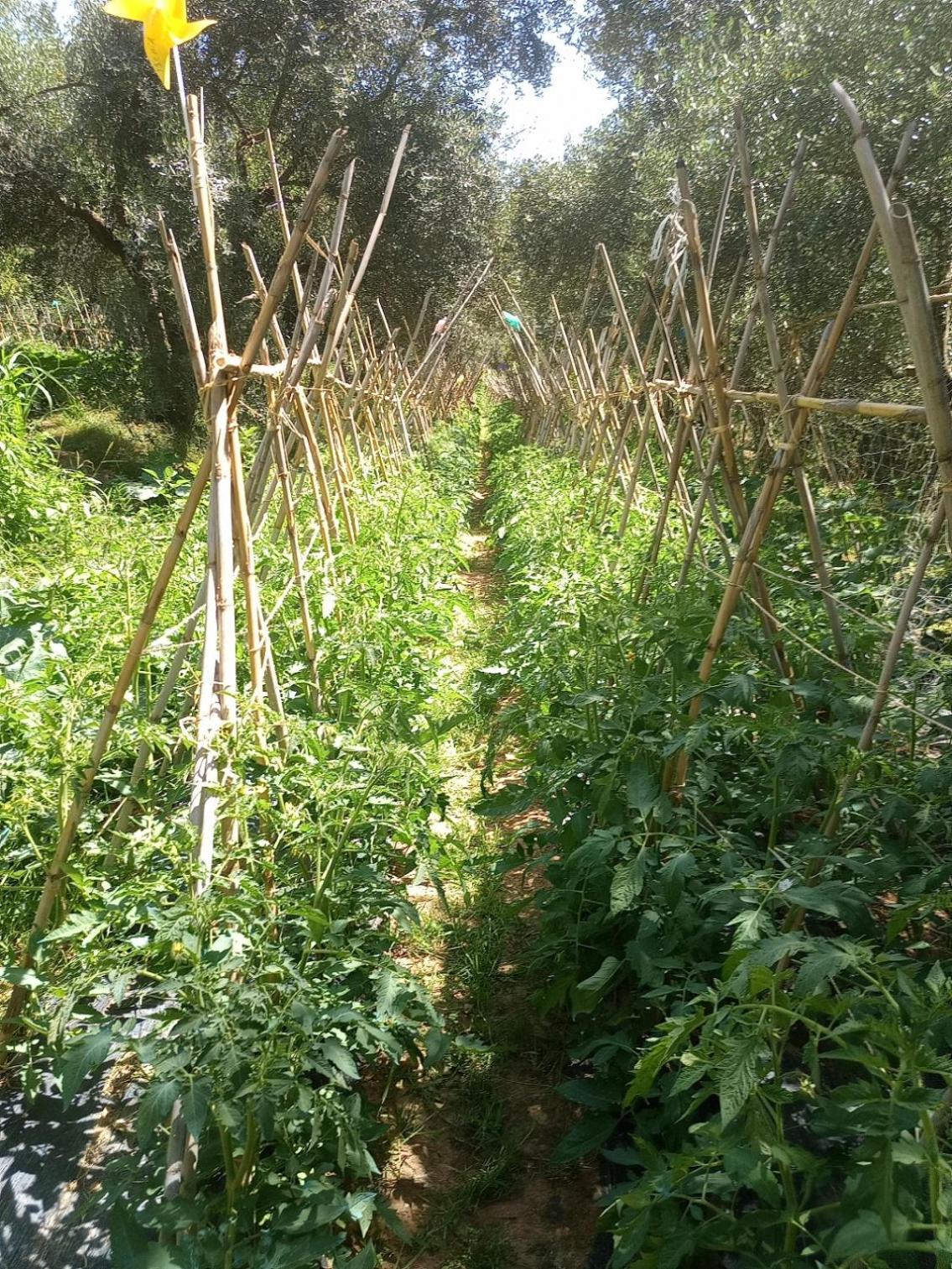 Az.Agricola Agriturismo La Locanda Di Lann Lejlighed Fucecchio Eksteriør billede